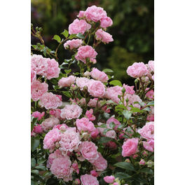 Bodendecker-Rose 'The Fairy', Rosa hybrida, Blüten: lachsfarben