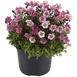 Bodendecker »Saxifraga x arendsii«, rosa, winterhart