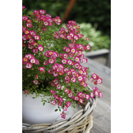 Bodendeckerrose, Rosa hybrida »Miniatura ®«, Blüte: rosa