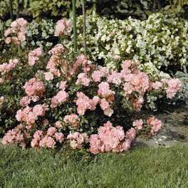 Bodendeckerrose Rosa hybride »Satina«
