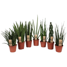 Bogenhanf, Sansevieria trifasciata »Luxe Mix«