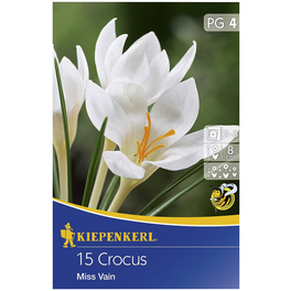 Botanische Krokusse Crocus Crocus chrysanthus »Crocus chrysanthus«