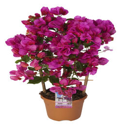 Bougainvillee, Bougainvillea spectabilis, Blüte: in Farben