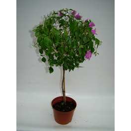 Bougainvillee, Bougainvillea spectabilis, Blüte: Violett