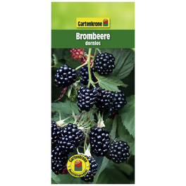 Brombeere, Rubus fruticosus »Dornlos«, Frucht: schwarz, zum Verzehr geeignet
