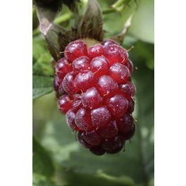 Brombeere, Rubus fruticosus »Loganbeere«, Frucht: rot, zum Verzehr geeignet