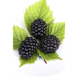 Brombeere, Rubus fruticosus »Theodor Reimers«, Frucht: schwarz, zum Verzehr geeignet