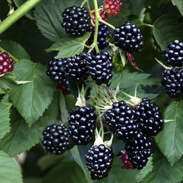 Brombeere, Rubus fruticosus »Thornless Evergreen«, Frucht: schwarz, zum Verzehr geeignet