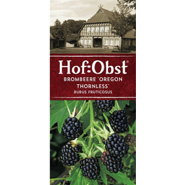 Brombeere, Rubus fruticosus »Thornless«, Frucht: schwarz, zum Verzehr geeignet