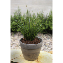 Buntblättrige Garten-Segge, Carex brunnea »Verde«, Pflanzenhöhe: 5-30 cm, weiß/grün