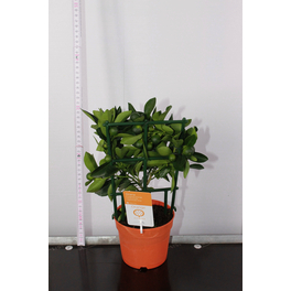 Calamondin, Citrus mitis »Calamondin«