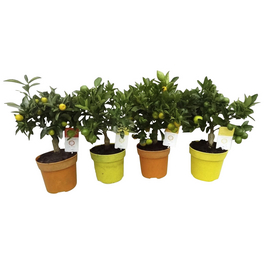 Calamondin, Citrus mitis »Calamondin«