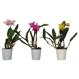 Cattleya-Orchidee, Cattleya Hybriden, Blüte: gemischt