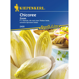 Chicoree »Zoom«, ca. 200 Pflanzen