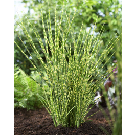 Chinaschilf, Miscanthus sinensis »Zebrinus«, Pflanzenhöhe: 75-85 cm, grün