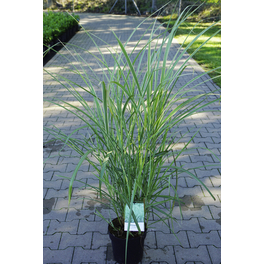 Gartenbambus, murielae Fargesia Panda, Pflanzenhhe: 80-100 cm,  dunkelgrn - hagebau.de