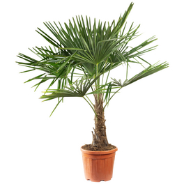 Chinesische Hanfpalme Fortunei Trachycarpus