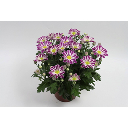 Chrysantheme, Chrysanthemum indicum »Bonbini«, max. Wuchshöhe: 30 cm, Blüte: zweifarbig