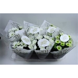 Chrysantheme, Chrysanthemum indicum »Elle Fleur«, max. Wuchshöhe: 30 cm, Blüte: weiß
