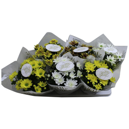 Chrysantheme, Chrysanthemum indicum »Elle Fleur Spider«, max. Wuchshöhe: 30 cm, Blüte: bunt