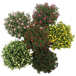 Chrysantheme, Chrysanthemum indicum, max. Wuchshöhe: 100 cm, Blüte: mehrfarbig