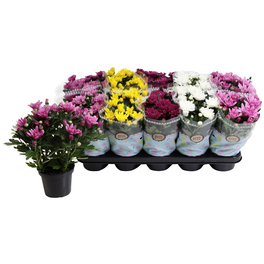 Chrysantheme, Chrysanthemum indicum, max. Wuchshöhe: 25 cm, Blüte: bunt