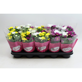 Chrysantheme, Chrysanthemum indicum »Stream«, max. Wuchshöhe: 25 cm, Blüte: bunt