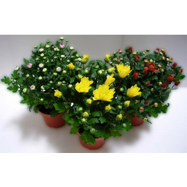 Chrysantheme, Chrysanthemum multiflora, max. Wuchshöhe: 30 cm, Blüte: bunt