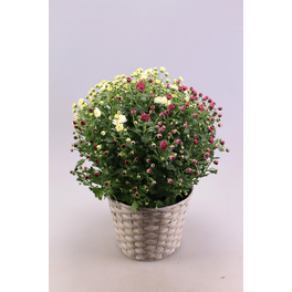 Chrysantheme, Chrysanthemum multiflora »Trio«, max. Wuchshöhe: 50 cm, Blüte: dreifarbig