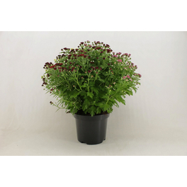 Chrysantheme, Chrysanthemum multiflora »Trio«, max. Wuchshöhe: 50 cm, Blüte: dreifarbig