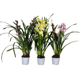 Cymbidie, Cymbidium hybriden, Blüte: mehrfarbig