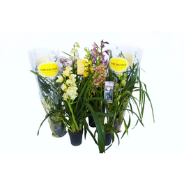 Cymbidium-Orchidee, Cymbidum Hybriden, Blüte: gemischt