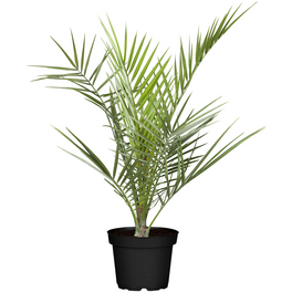 Dattelpalme, Phoenix canariensis, bis max. 120 cm