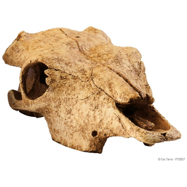 Dekofigur »Skulls «, EX Büffelschädel 24x14x9 cm, Kunststoff, beige