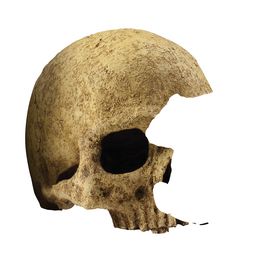 Dekofigur »Skulls«, EX Primatenschädel 17x13,5x11,5 cm, Kunststoff, beige