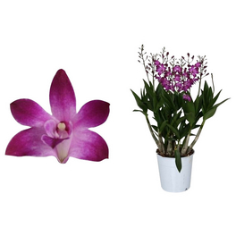 Dendrobie, Dendrobium kingianum »Berry Oda«, Blüte: violett