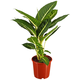 Dieffenbachie, Dieffenbachia maculata »in Sorten«, im Kunststoff-Kulturtopf