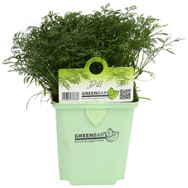 Dill 3er Set, Anethum Hortorum, im Topf Dill 3er Set, Anethum Hortorum, im Topf