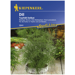 Dill Anethum graveolens var. hortorum »Delikat« Dill Anethum graveolens var. hortorum »Delikat«