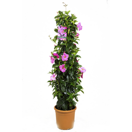 Dipladenie, Mandevilla amabilis, Blüte: Rosa
