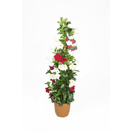 Dipladenie, Mandevilla sanderi »Sundaville«, Blüte: Dreifarbig