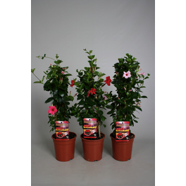 Dipladenie, Mandevilla sanderi »Sundaville«, Blüte: Farbmix