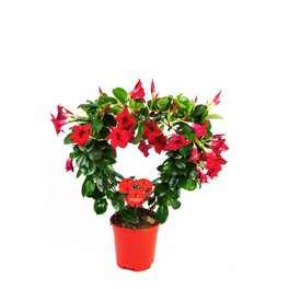 Dipladenie, Mandevilla sanderi »Sundaville«, Blüte: Farbmix