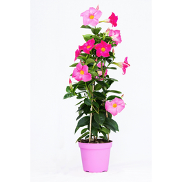 Dipladenie, Mandevilla sanderi »Sundaville«, Blüte: Rosa