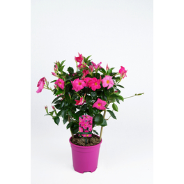 Dipladenie, Mandevilla sanderi »Sundaville«, Blüte: Rosa
