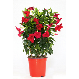 Dipladenie, Mandevilla sanderi »Sundaville«, Blüte: Rot