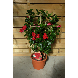 Dipladenie, Mandevilla sanderi »Sundaville«, Blüte: Rot
