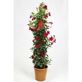 Dipladenie, Mandevilla sanderi »Sundaville«, Blüte: Rot