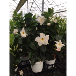 Dipladenie, Mandevilla sanderi »Sundaville«, Blüte: Weiß