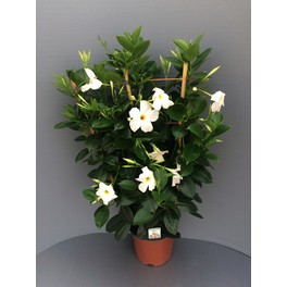 Dipladenie, Mandevilla sanderi »Sundaville«, Blüte: Weiß